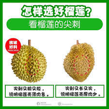 怎么挑榴莲